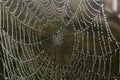 Beautiful spiderweb with morning dew outdoors, closeup