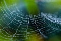 Beautiful spiderweb with raindrop