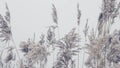 Beautiful spikelets against the sky with a beautiful toning of photography, nature, wallpaper, spring landscape with beautiful pl Royalty Free Stock Photo