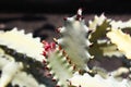 Beautiful spiky cactus
