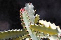 Beautiful spiky cactus