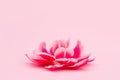 Beautiful sping flower in the center of pink background