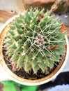 Beautiful spiny Cactus in flower pot