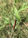 Beautiful Spiny Orange and Black Gulf Fritillary Butterfly Caterpillar - Dione vanillae - on Host Plant Passion Flower Royalty Free Stock Photo