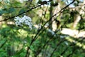 Beautiful Spiraea Cantoniensis plant in the garden