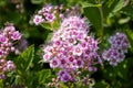 Beautiful spiraea japonica with the purple and pink tinted small flowers