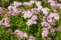 Beautiful spiraea japonica with the purple and pink tinted small flowers