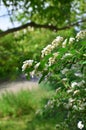 Beautiful Spiraea Meadowsweet Shrub with Flowers