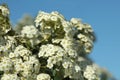 Beautiful spiraea shrub with white blossom against blue sky, closeup