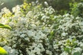 Beautiful spiraea shrub with white blossom outdoors