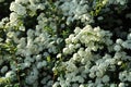 Beautiful spiraea shrub with white blossom outdoors