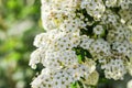 Beautiful spiraea shrub with white blossom on sunny day, closeup