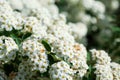 Beautiful spiraea shrub with white blossom on sunny day, closeup