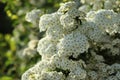 Beautiful spiraea shrub with white blossom on sunny day, closeup