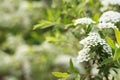 Beautiful spiraea shrub with white blossoms on blurred background, closeup and space for text. Spring season