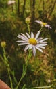 A spiraea with white petals and yellow stamens stands upright there