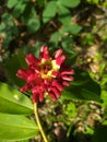 Beautiful spiral ginger flower petal