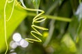 Beautiful spiral plant vine over green blurry background