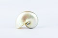 Beautiful spiral seashell Royalty Free Stock Photo