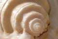 Beautiful seashell close-up. spiral seashells macro background Royalty Free Stock Photo