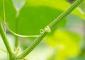beautiful spiraling tendril from melon vine