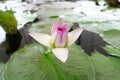 Beautiful spiritual start blooming lotus.