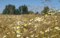 A beautiful spiritual view of a wheat field in July on a warm afternoon with blooming camomiles and a warm wind in Poland