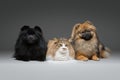 Beautiful spitz dogs on grey background Royalty Free Stock Photo
