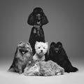 Beautiful spitz dogs on grey background Royalty Free Stock Photo