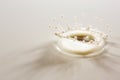 Beautiful splash of milk Royalty Free Stock Photo