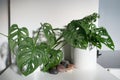 Beautiful split-leaf philodendron in a domestic kitchen Royalty Free Stock Photo