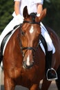 Beautiful sport horse portrait during dressage test Royalty Free Stock Photo