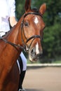 Beautiful sport horse portrait during dressage test Royalty Free Stock Photo
