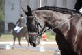 Beautiful sport horse portrait during dressage test Royalty Free Stock Photo
