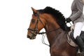 Beautiful sport horse portrait on white background Royalty Free Stock Photo