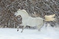 Beautiful sports horse galloping in winter farm Royalty Free Stock Photo