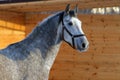 Beautiful sports horse walks in winter ranch Royalty Free Stock Photo