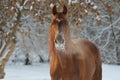 Beautiful racing horse in winter woods Royalty Free Stock Photo