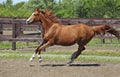 Beautiful sports horse walks in summer ranch