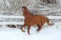 Beautiful sports horse galloping in winter farm Royalty Free Stock Photo