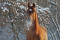 Beautiful sports horse walks in winter ranch Royalty Free Stock Photo