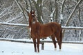 Beautiful sports horse walks in winter ranch Royalty Free Stock Photo