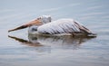 Beautiful Spot-billed Pelican bird swimming in the lagoon closeup photograph, ripples and reflection on the water surface