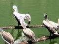 Beautiful Spot-billed pelicans or grey pelicans resting on a lake