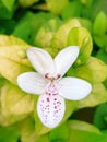 Beautiful spot jasmine flower and buds