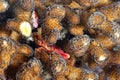 A beautiful spot legged coral crab