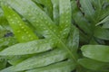 Beautiful spot pattern on green fern leaves