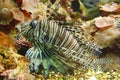 Beautiful Spotfin lion Pterois antennata, also known as the Broadbarred firefish among underwater coral reef