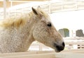 A beautiful spotted arabian horse side view