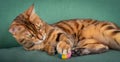 Beautiful spotted cat lying on a green sofa playing with a ball